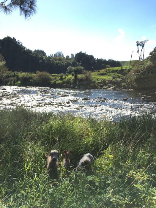 Photo 22-4-18, 12 04 25 pm (1)